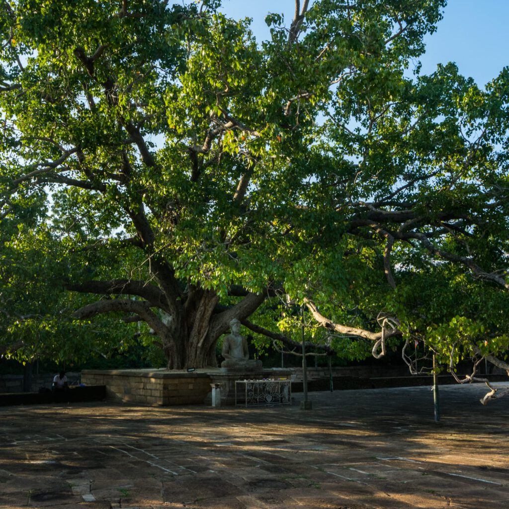 Anuradhapura Ancient City 2022-1007