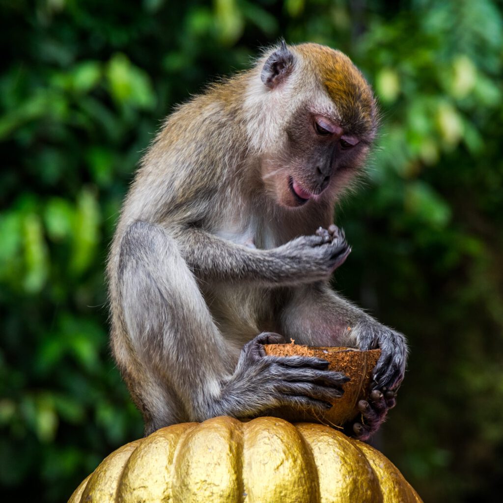 Monkeys at Batu Caves 2023-1001