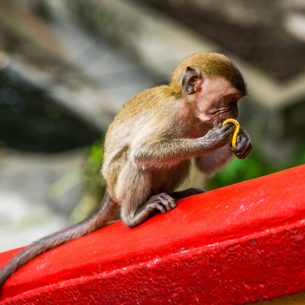 Monkeys at Batu Caves 2023-1004