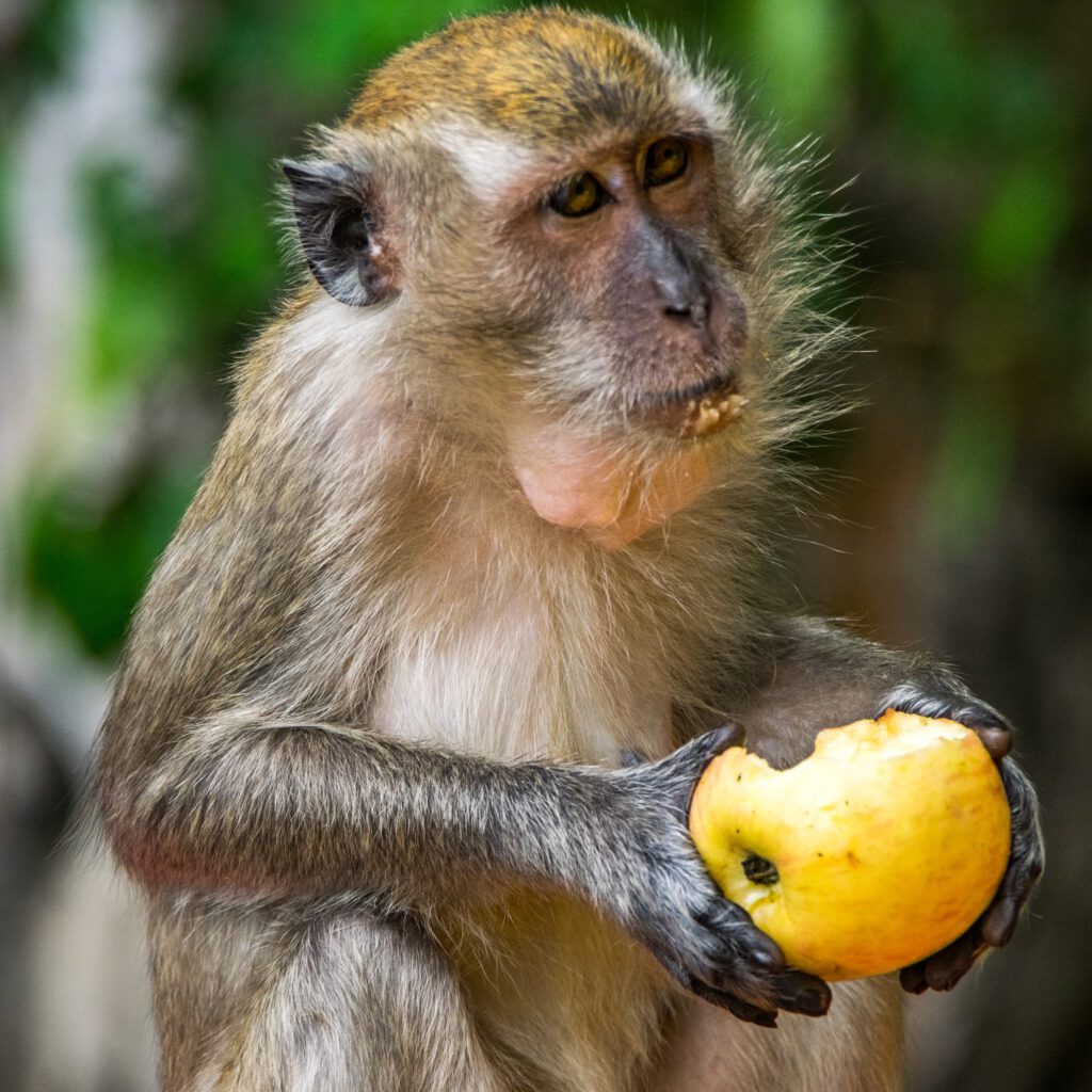 Monkeys at Batu Caves 2023-1005