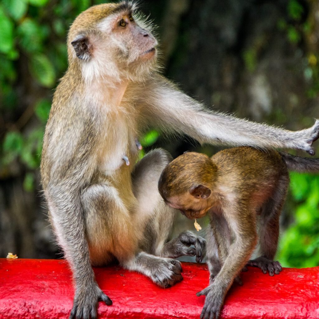 Monkeys at Batu Caves 2023-1006