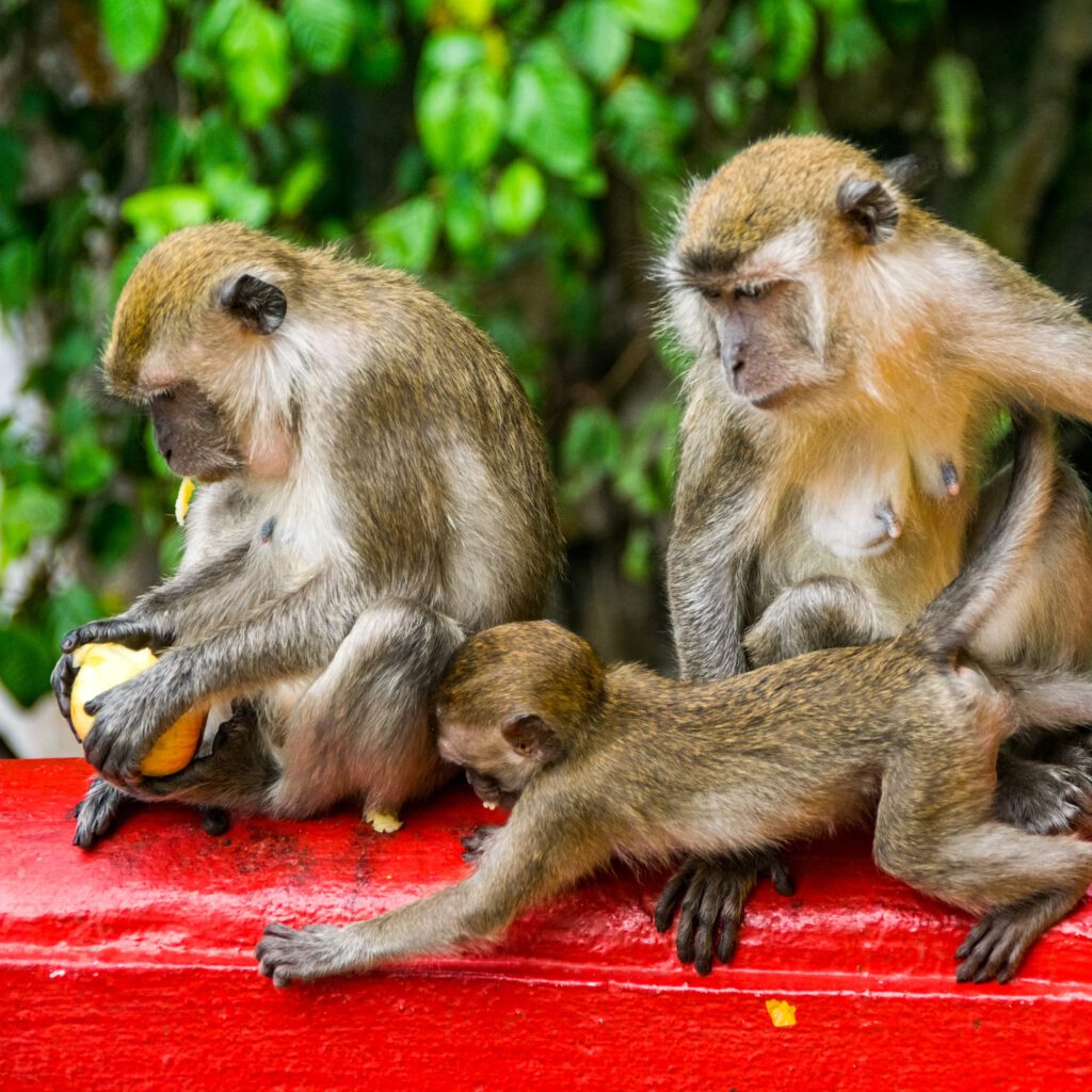 Monkeys at Batu Caves 2023-1007