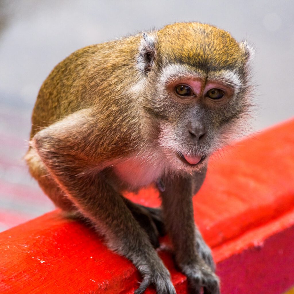 Monkeys at Batu Caves 2023-1008
