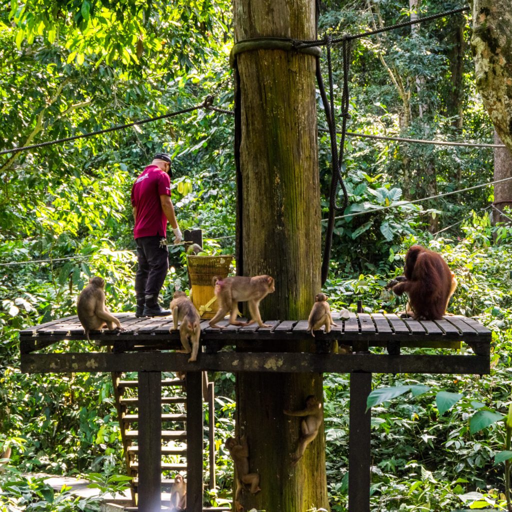 Sepilok Orang-Utan Conservation Center Borneo 2023-1006