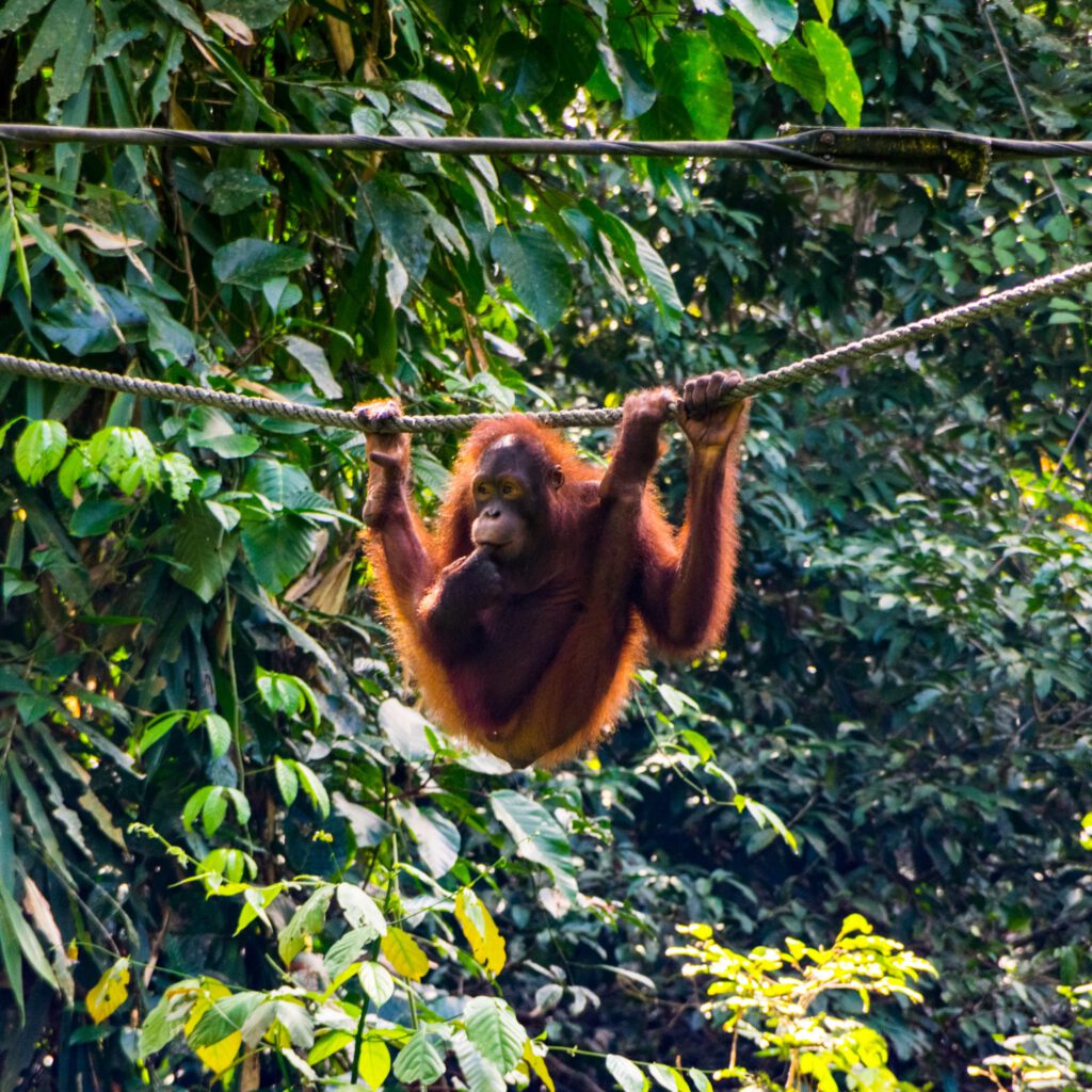 Sepilok Orang-Utan Conservation Center Borneo 2023-1007