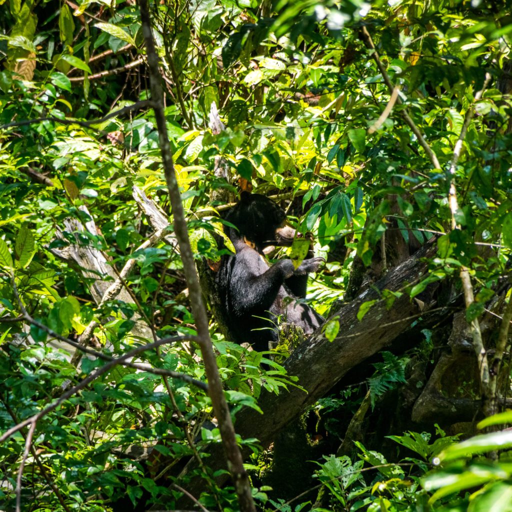 Sepilok Sun Bear Sanctuary Borneo 2023-1000