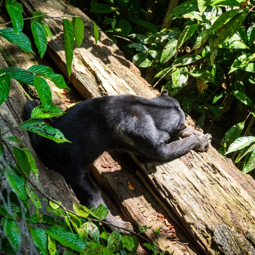 Sepilok Sun Bear Sanctuary Borneo 2023-1001
