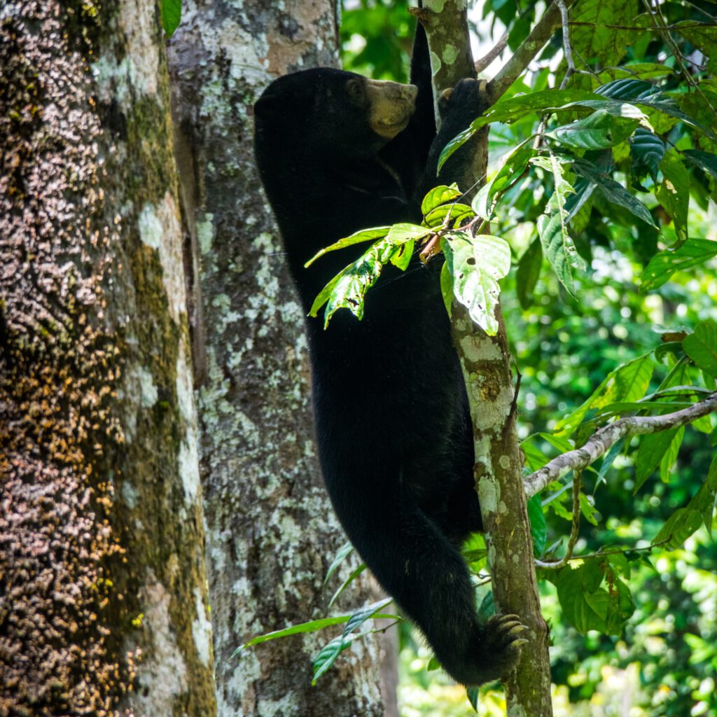 Sepilok Sun Bear Sanctuary Borneo 2023-1003