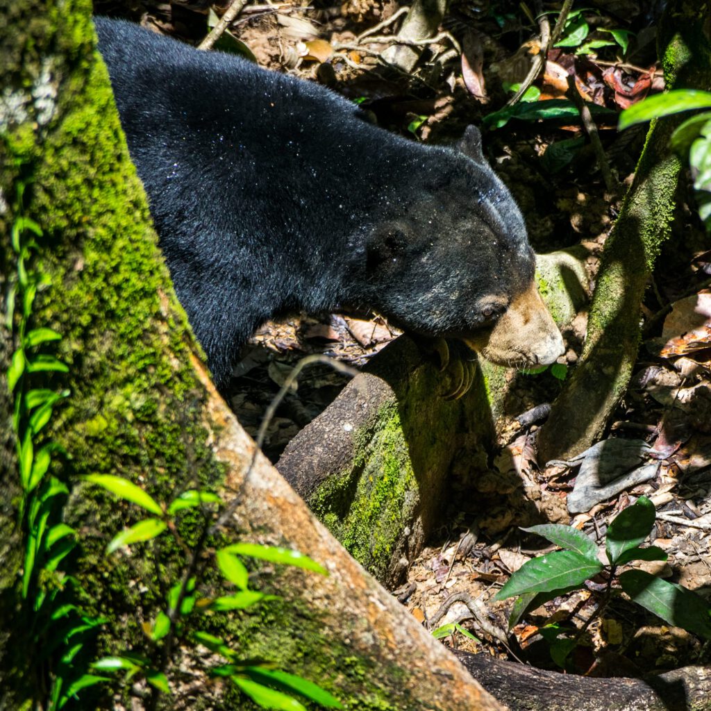 Sepilok Sun Bear Sanctuary Borneo 2023-1004