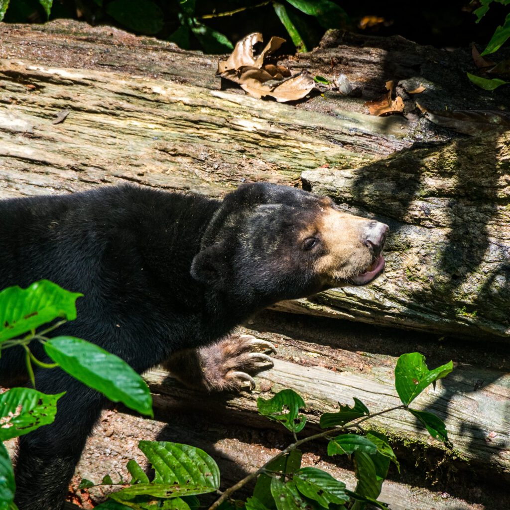 Sepilok Sun Bear Sanctuary Borneo 2023-1006