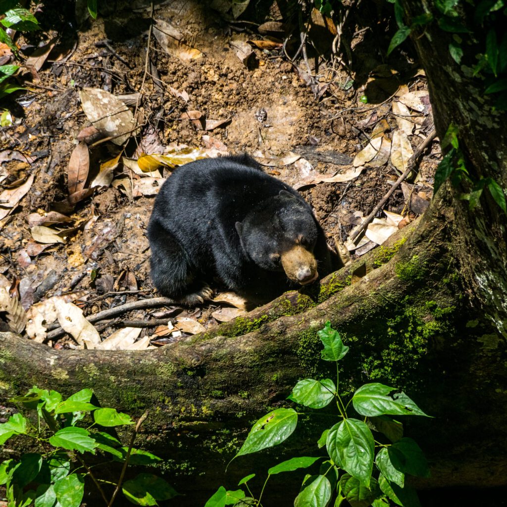 Sepilok Sun Bear Sanctuary Borneo 2023-1008