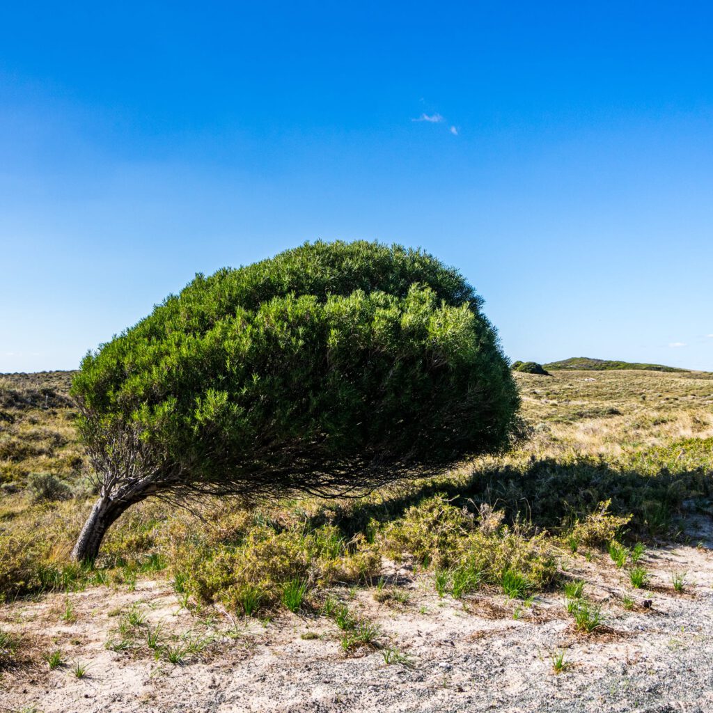 Perth Rottnest Island 2023-1007