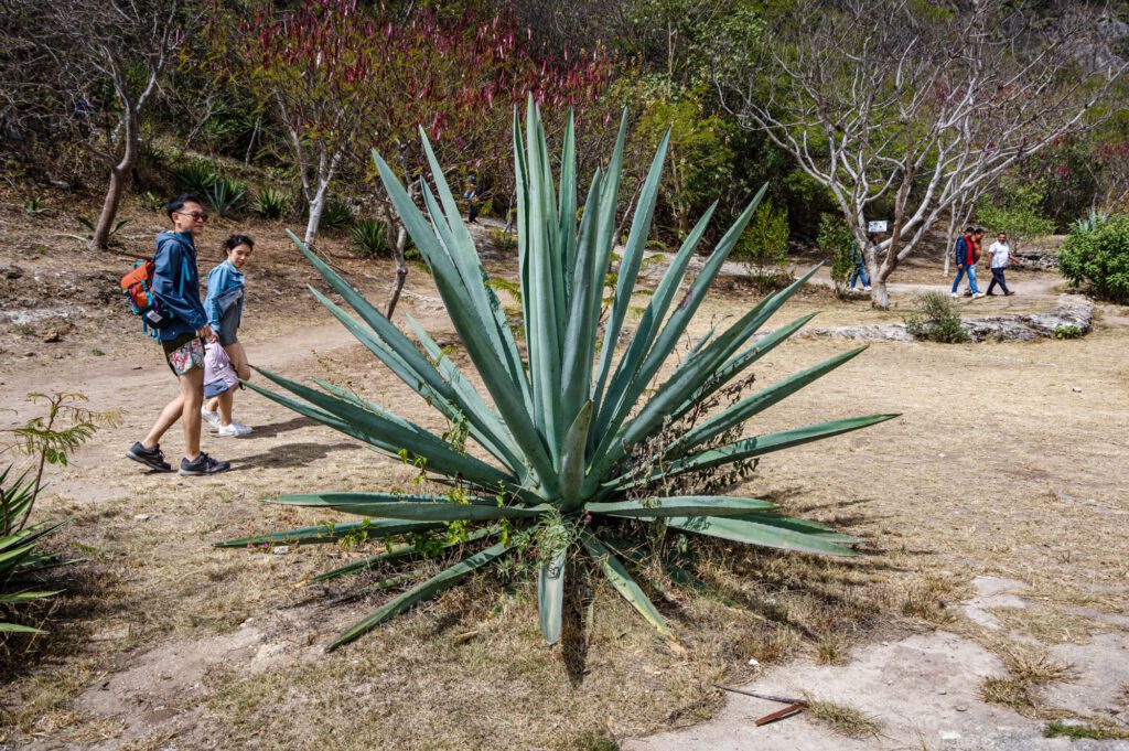 Oaxaca 2023 1107