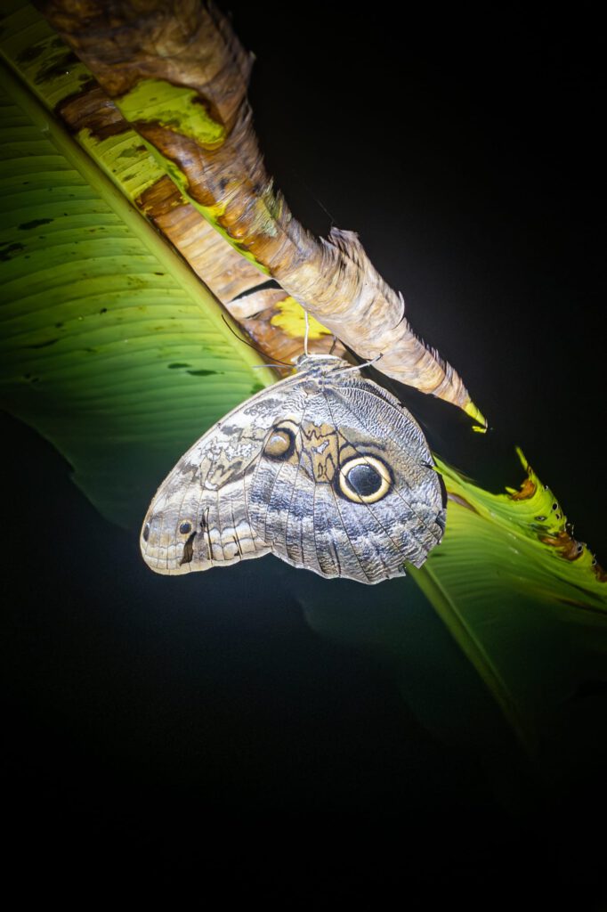 In Tortuguero 2024 1011