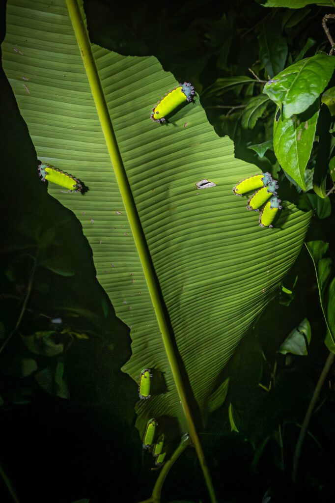 In Tortuguero 2024 1012