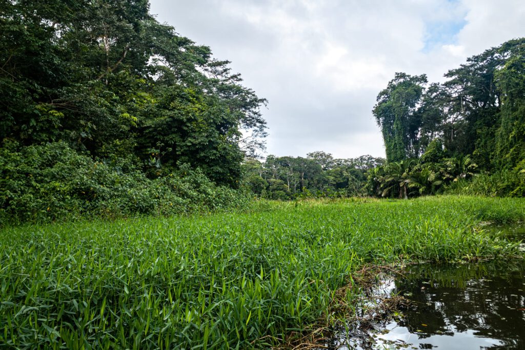 In Tortuguero 2024 1014