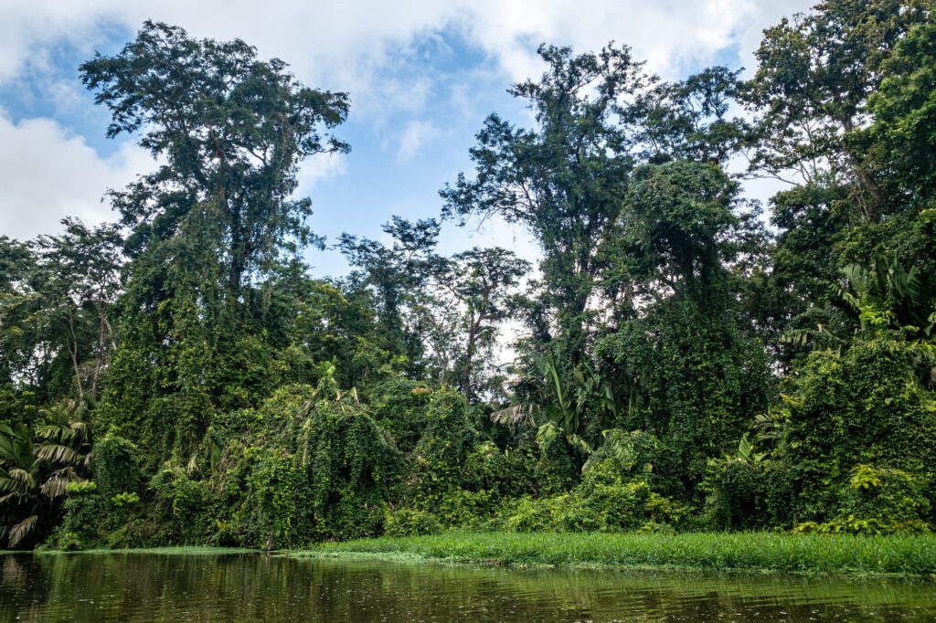 In Tortuguero 2024 1015