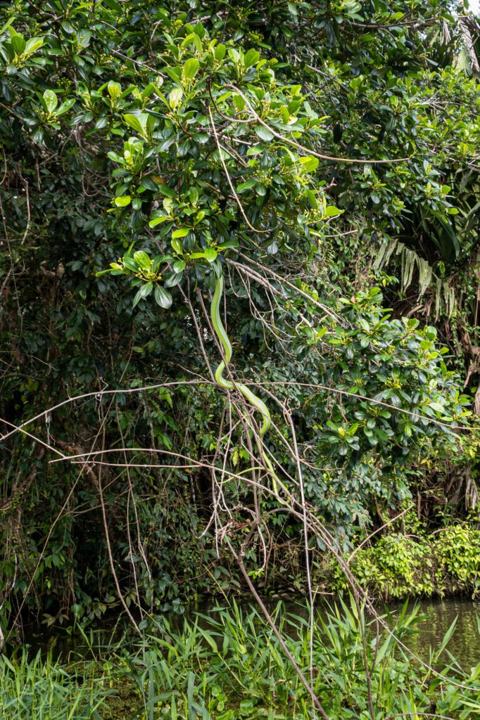 In Tortuguero 2024 1016