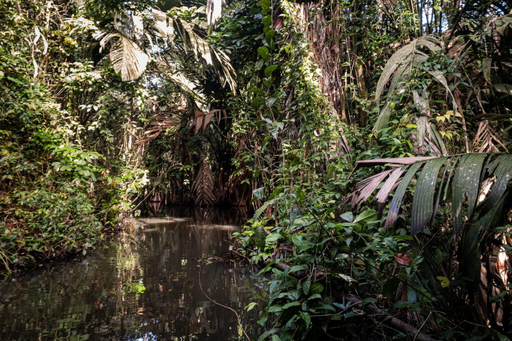 In Tortuguero 2024 1018