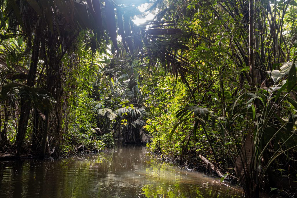 In Tortuguero 2024 1019