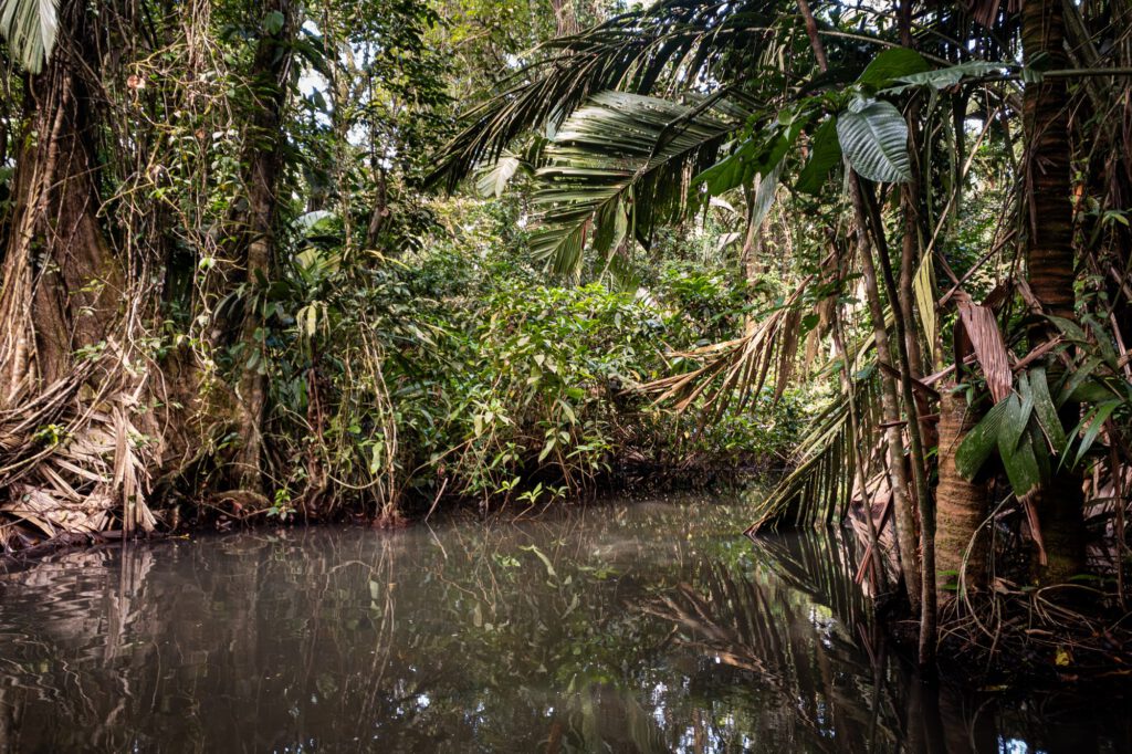 In Tortuguero 2024 1020