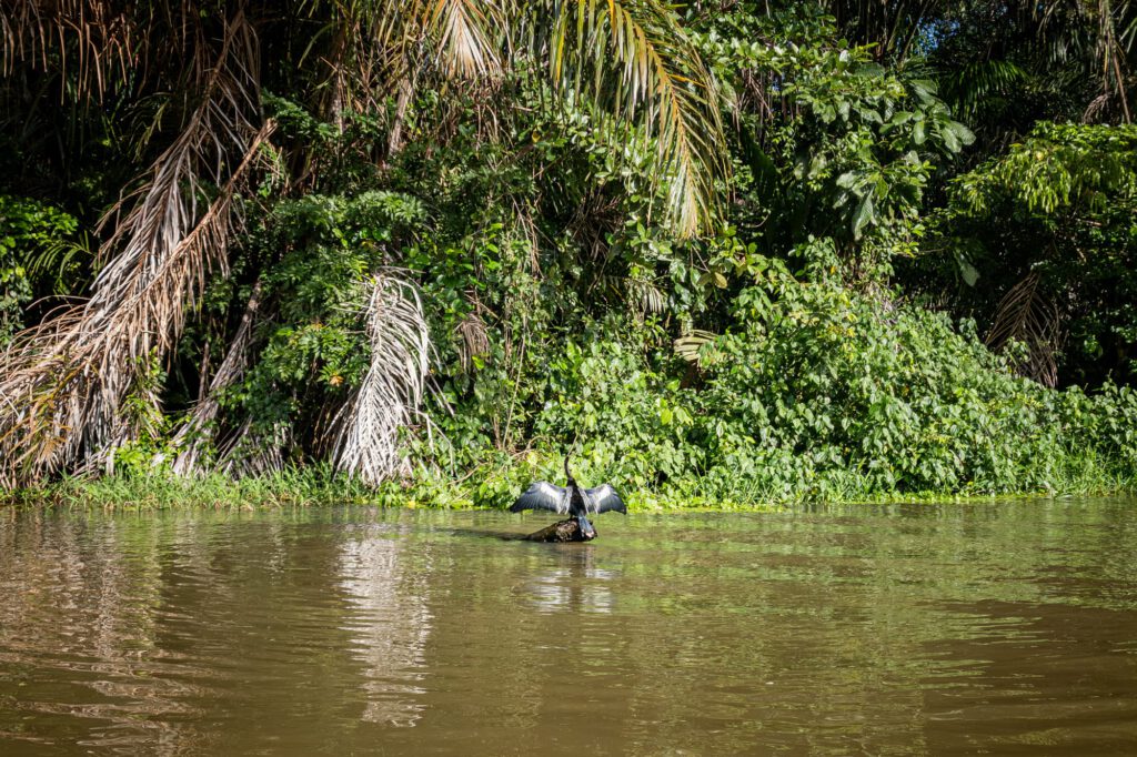 In Tortuguero 2024 1021