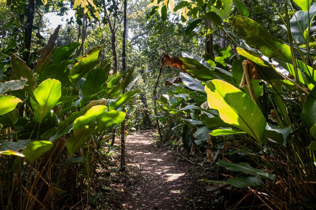 In Tortuguero 2024 1023