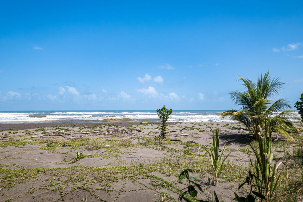 In Tortuguero 2024 1024