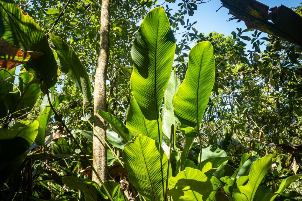 In Tortuguero 2024 1027