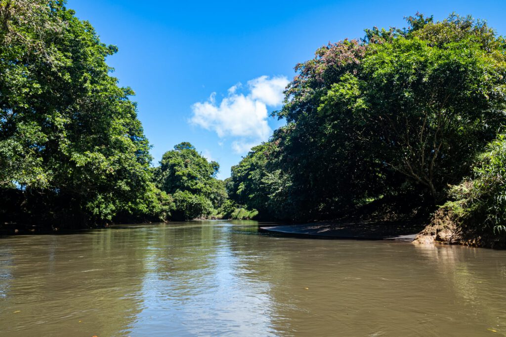 Tortuguero 2024 1008