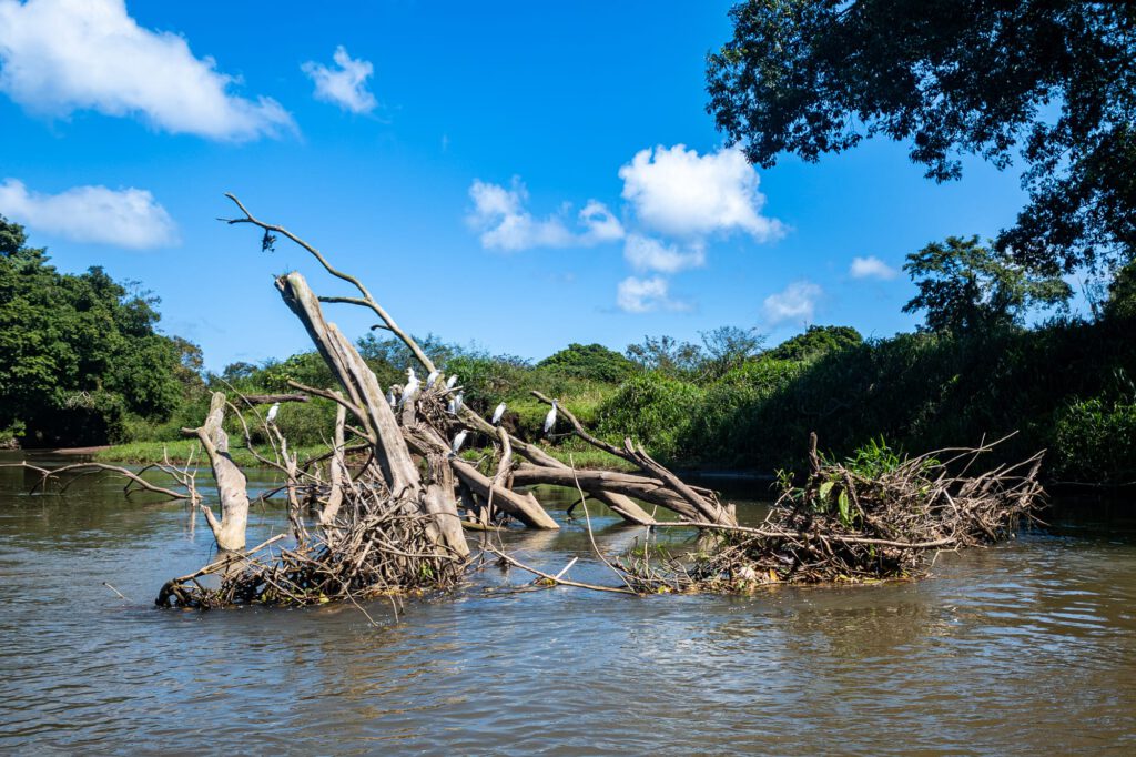 Tortuguero 2024 1010