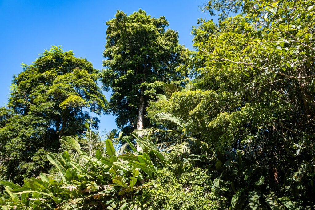 Tortuguero 2024 1012