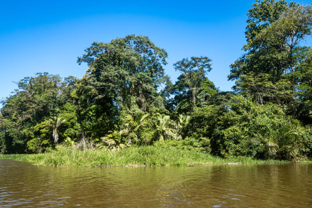 Tortuguero 2024 1014