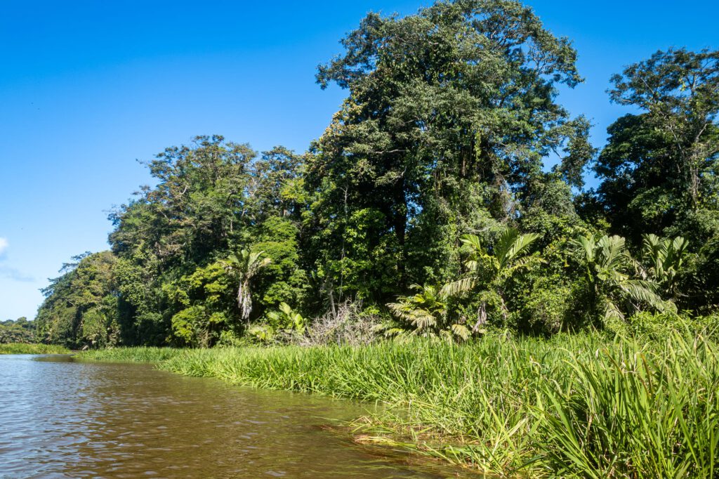 Tortuguero 2024 1015