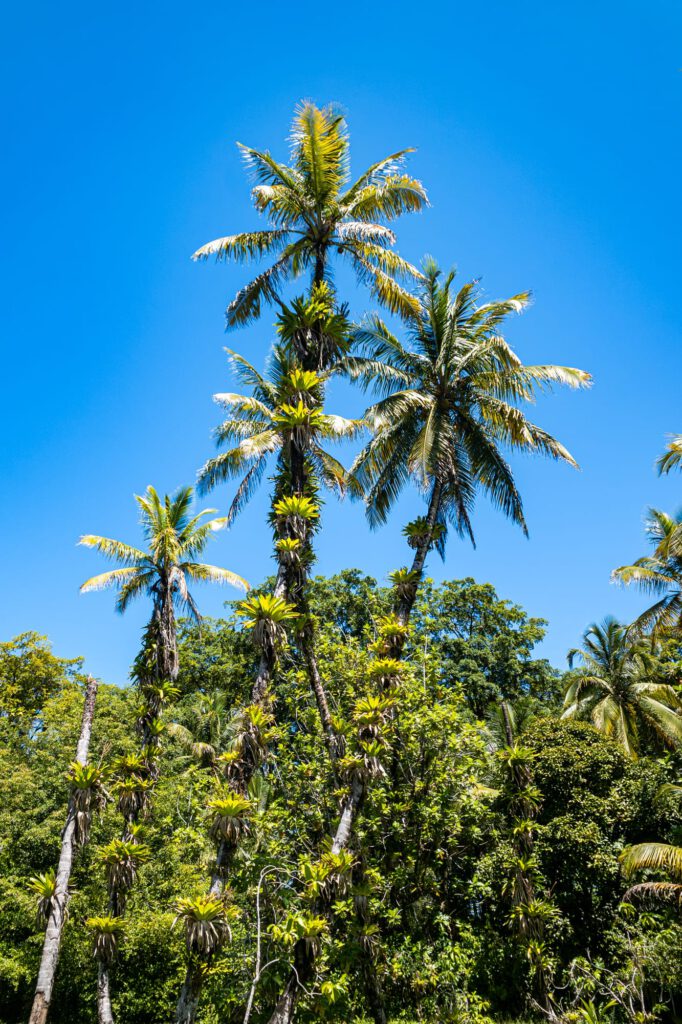 Bocas Del Toro 2024 1012