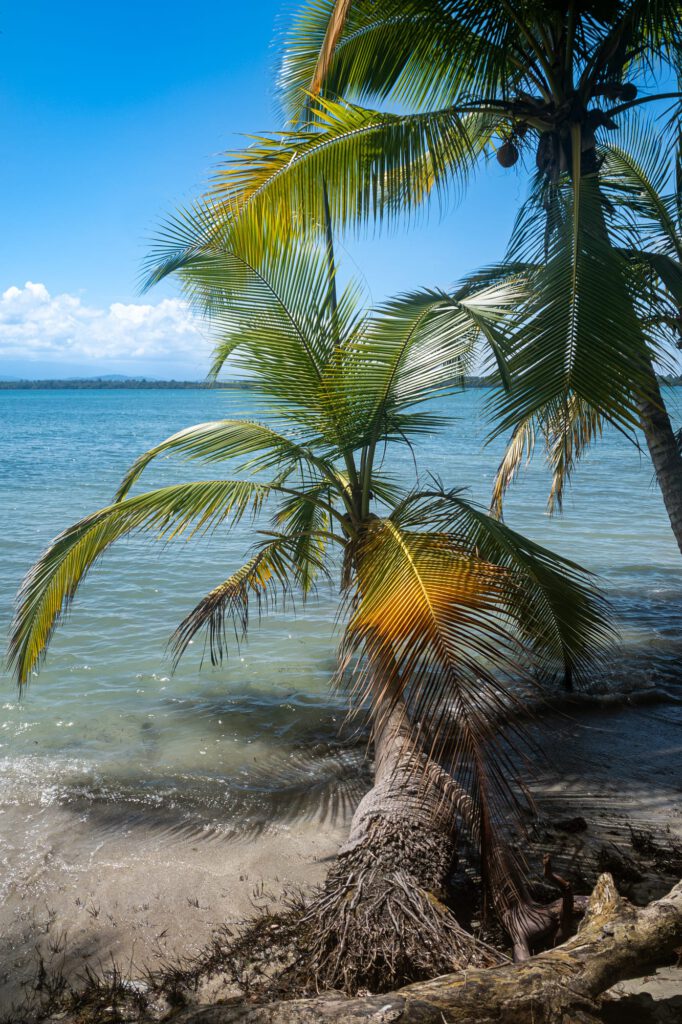 Bocas Del Toro 2024 1028