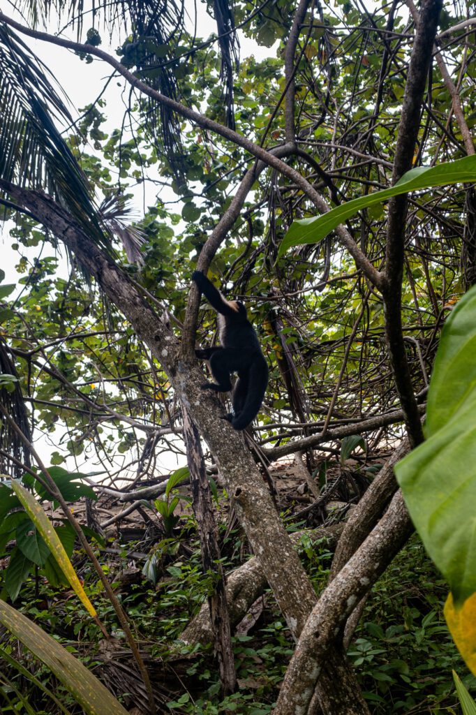 Cahuita 2024 1008