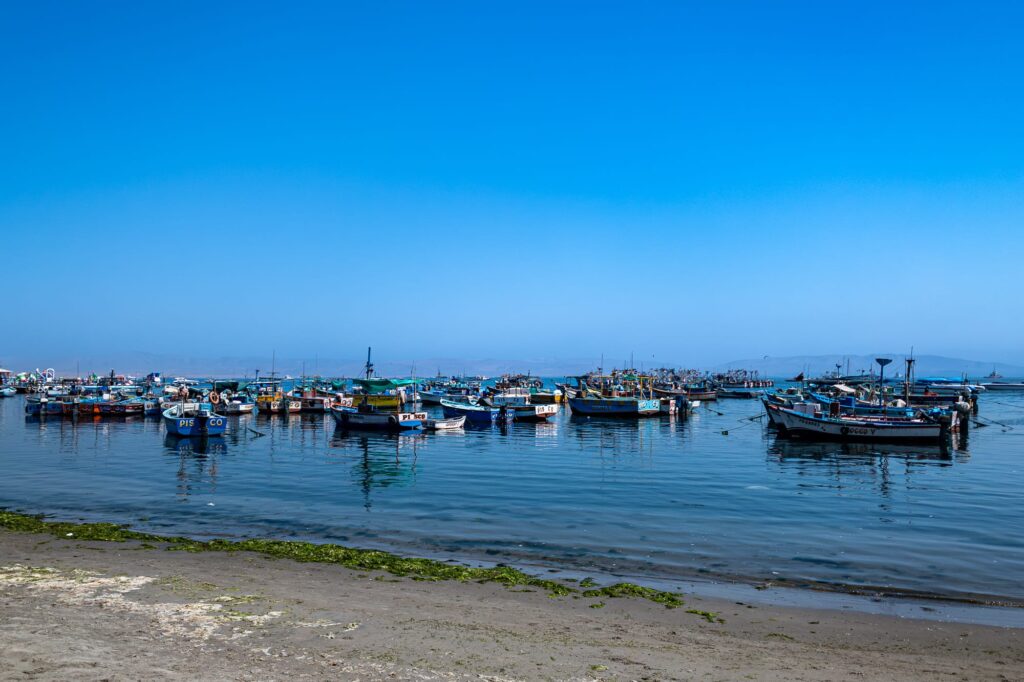 Paracas 2024 1008