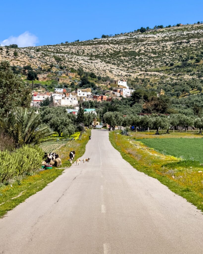 Volubilis Marokko 2025