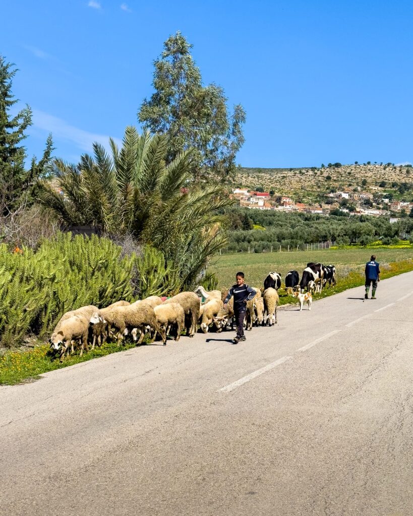 Volubilis Marokko 2025