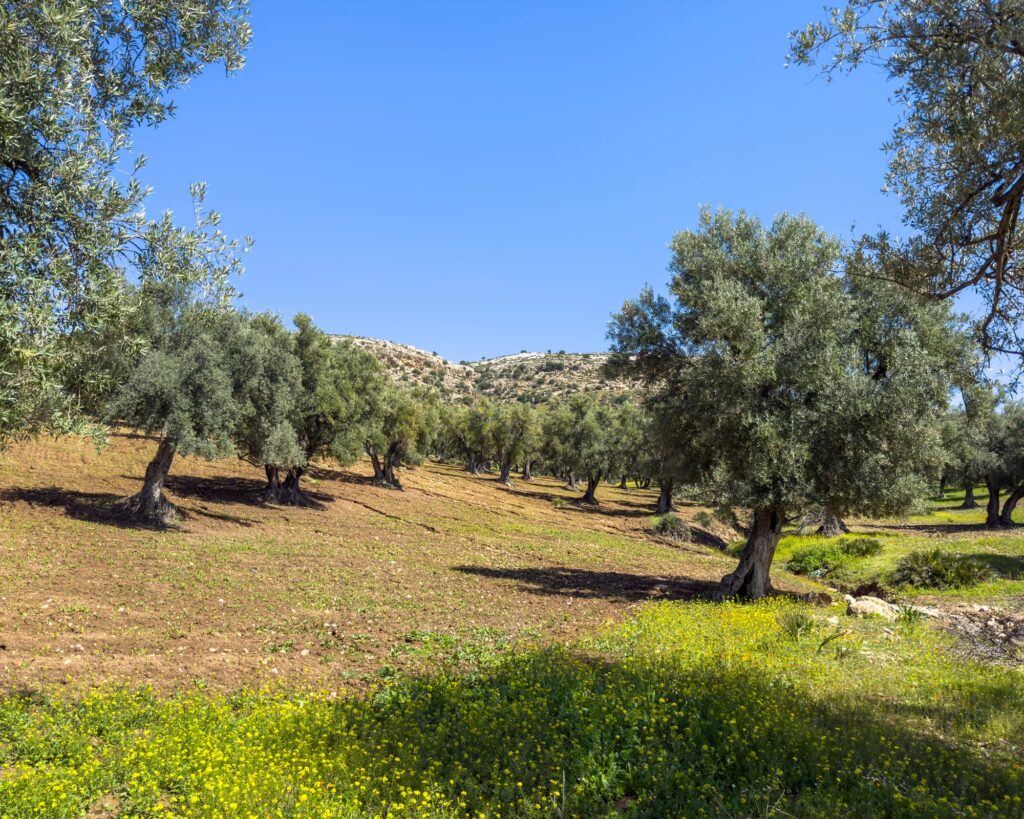 Volubilis Marokko 2025